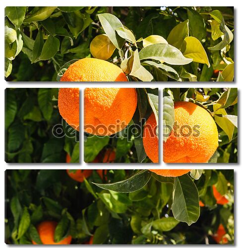Bitter oranges growing on tree