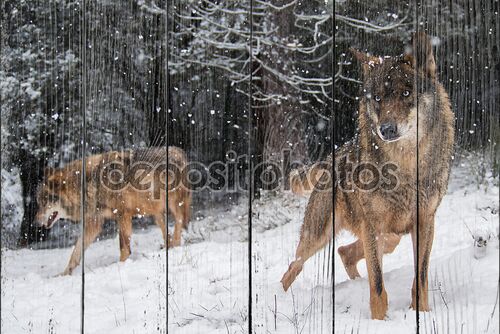 Пара иберийского волка с голубыми глазами в снегу