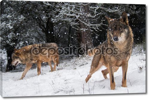 Пара иберийского волка с голубыми глазами в снегу