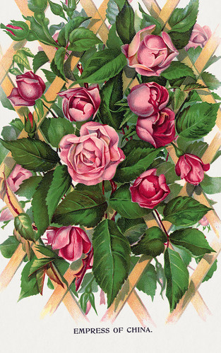 Розовый куст - иллюстрация из Ботанической Энциклопедии