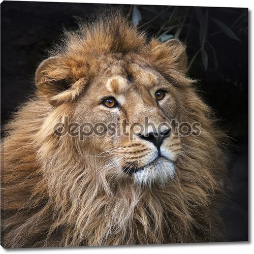 взгляд азиатского льва в лесной тени. спокойствие короля зверей, большой кошкой в мире. наиболее опасные и могучий хищник мира. площадь изображения