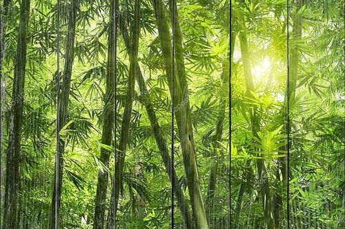 Азиатский бамбуковый лес  утром