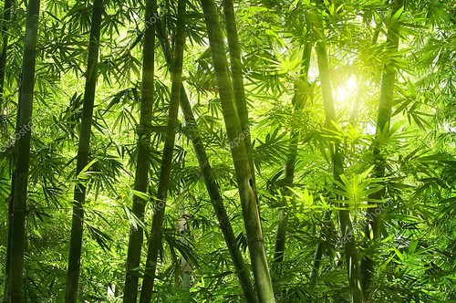 Азиатский бамбуковый лес  утром