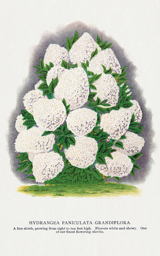 Гортензия - иллюстрация из Ботанической Энциклопедии