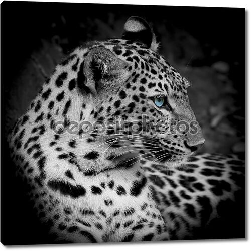 Портрет леопарда