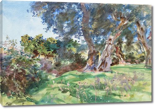 Оливковые деревья, Корфу