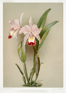 Из коллекции орхидей Райхенбахии XIII