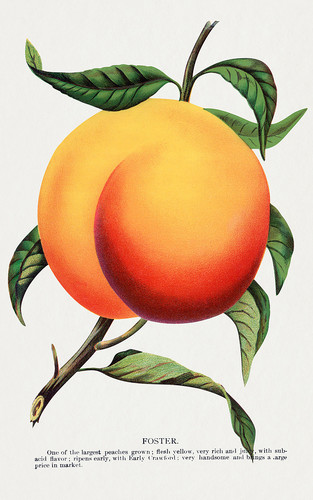 Персик на ветке - иллюстрация из Ботанической Энциклопедии