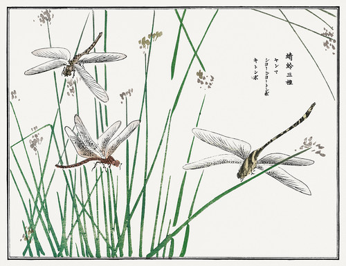 Иллюстрация из Чуруи Гафу - стрекозы в траве