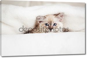 Котенок в одеялах
