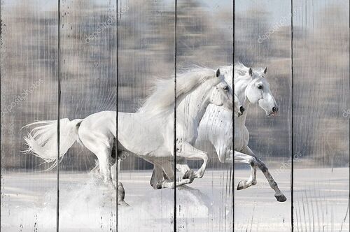 Две белые лошади зимой