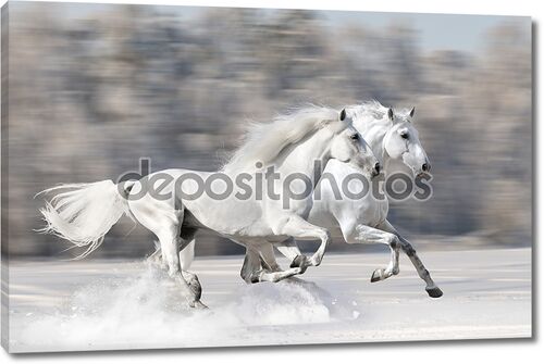 Две белые лошади зимой запустить Галоп