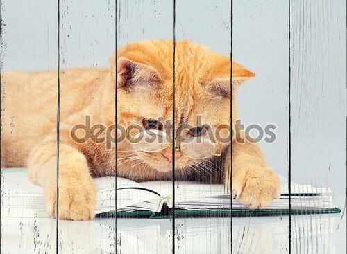 кошка, изнашивающаяся очки, читая книгу