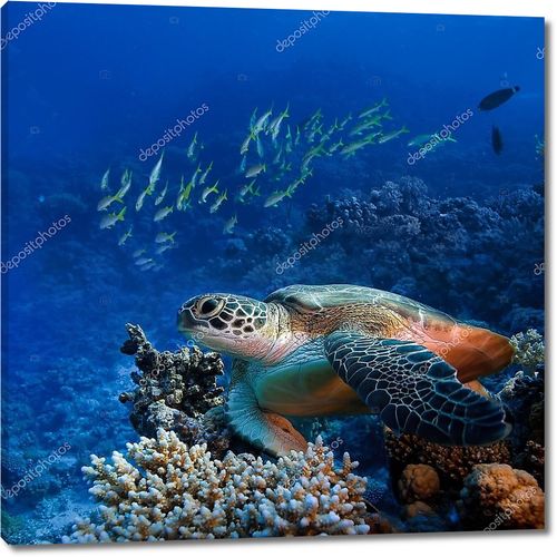 Большая черепаха под водой