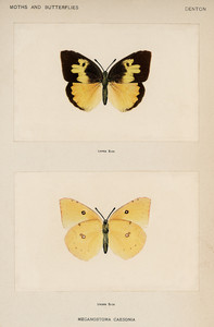 Южная собачья морда из коллекции мотыльков и бабочек Соединенных Штатов Шермана Дентона