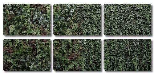 Зеленая стена растений
