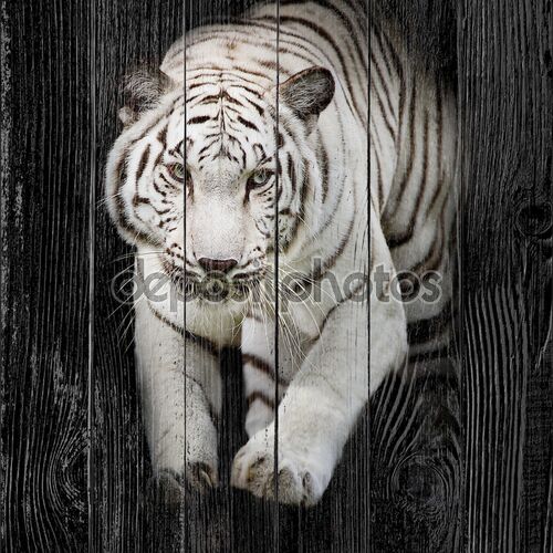 Белый тигр прыгает, изолированные на черном фоне