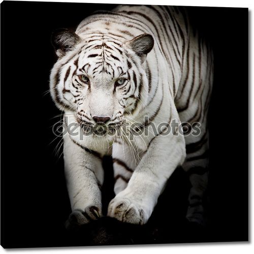Белый тигр прыгает, изолированные на черном фоне