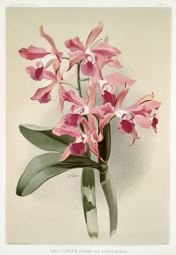 Из коллекции орхидей Райхенбахии XXIX