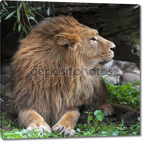 сторона лицо портрет азиатского льва, отдыхая в лесной тени. Царь зверей, большой кошкой в мире. наиболее опасные и могучий хищник мира. площадь изображения.