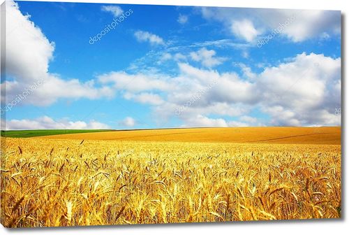 Сельский пейзаж пшеничного поля