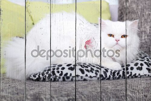 белая персидская кошка