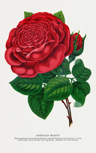 Бутон розовый - иллюстрация из Ботанической Энциклопедии