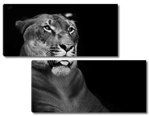 Львица на черно-белом фото