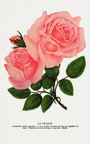 Два розовых бутона - иллюстрация из Ботанической Энциклопедии