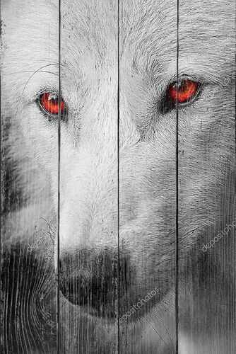Белый волк с красными глазами