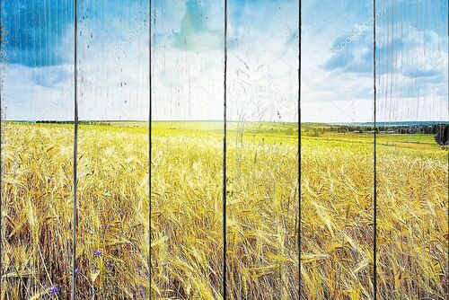 Спелая пшеница под голубым небом