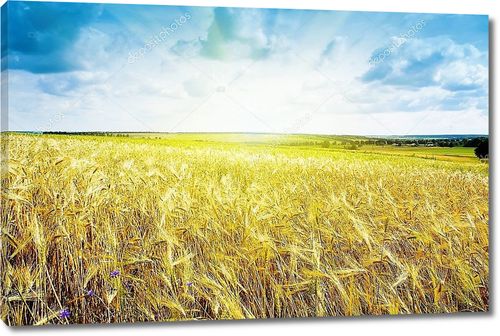 Спелая пшеница под голубым небом