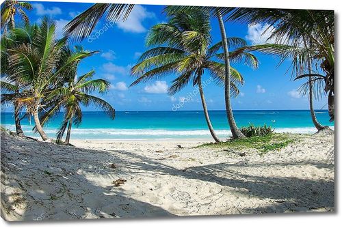 Карибский пляж и пальмовое дерево