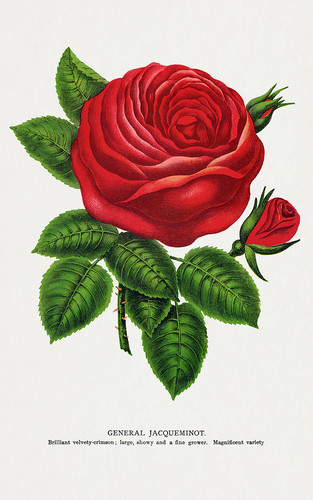 Бутон красной розы - иллюстрация из Ботанической Энциклопедии