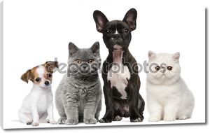 Группа собак и кошек перед белый фон