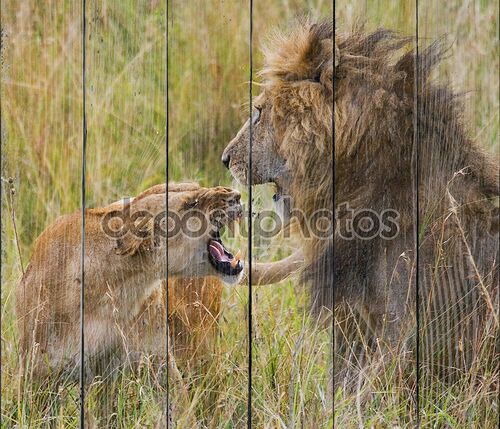 Лев и львица в драке
