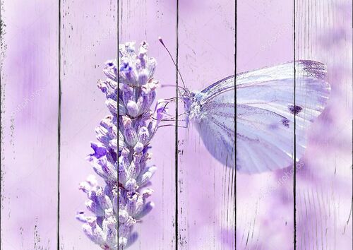Бабочка на цветке лаванды