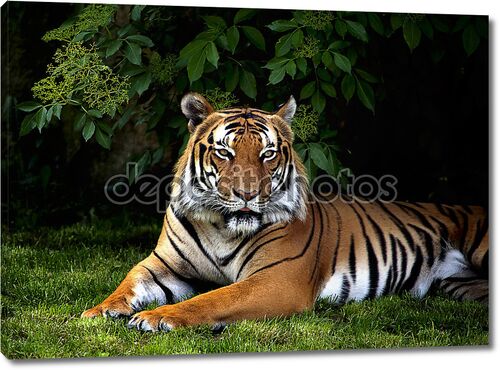 Суматранский тигр в зелени