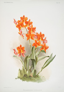Из коллекции орхидей Райхенбахии XVII