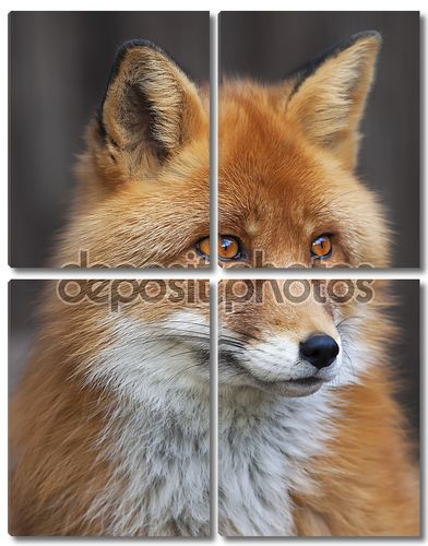 Портрет red fox мужской, обыкновенной vulpes vulpes. Руководитель красивый лес дикий зверь. умный взгляд хитроумный дикие собаки, квалифицированных ящера и элегантных животных. мило и cuddly существо.