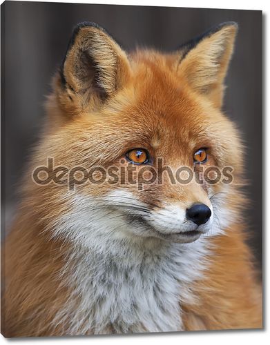 Портрет red fox мужской, обыкновенной vulpes vulpes. Руководитель красивый лес дикий зверь. умный взгляд хитроумный дикие собаки, квалифицированных ящера и элегантных животных. мило и cuddly существо.