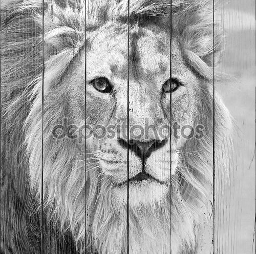 Черно-белый портрет макрос азиатского льва в высоком ключе.