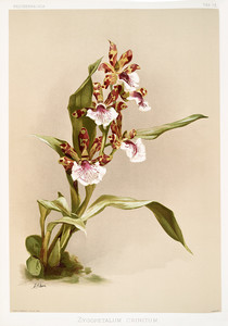 Из коллекции орхидей Райхенбахии VI