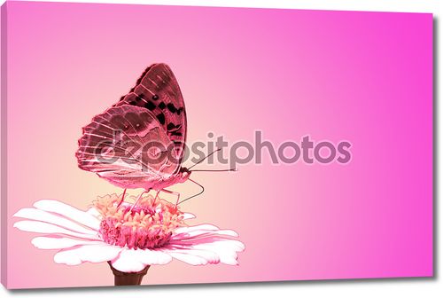 Бабочка на розовом  цветке