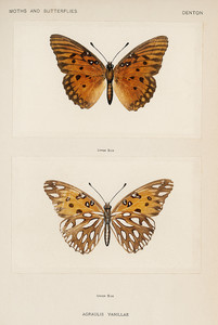 Заливная фритиллярия из коллекции мотыльков и бабочек Соединенных Штатов Шермана Дентона