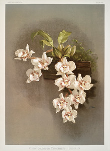 Из коллекции орхидей Райхенбахии XXIV
