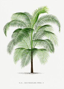 Иллюстрация XXIV к атласу Пальмовые деревья сделанная Дентергемом