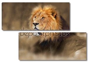 Дикий африканский лев портрет