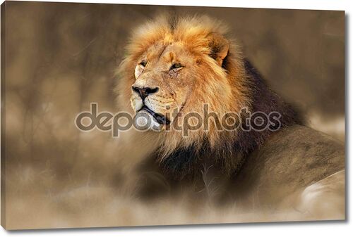 Дикий африканский лев портрет