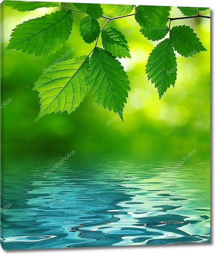 Зеленые листья над водой